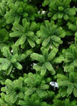 Елка 3,5м  Mont blanc (Монблан) зеленая d2,1м 178 веток PE100%